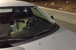 2001 Mazda Protege Windshield