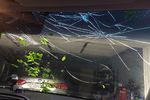 2006 Honda Odyssey Windshield