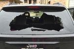 2009 Jeep Compass Back Glass